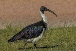 sugrör halsad ibis foto