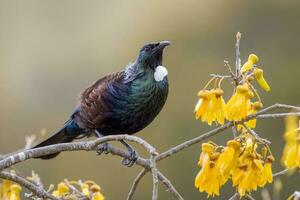 tui Honungsätare i ny zealand foto