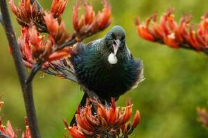 tui Honungsätare i ny zealand foto