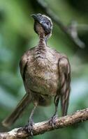 hjälmförsedd friarbird i Australien foto