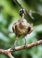 hjälmförsedd friarbird i Australien foto