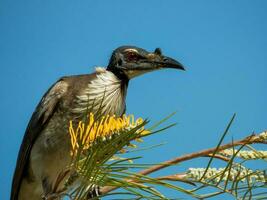 högljudd friarbird i Australien foto