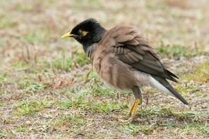 vanlig myna fågel foto