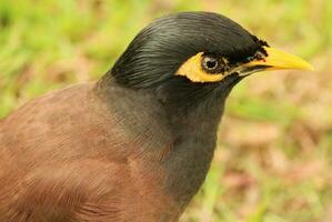 vanlig myna fågel foto