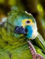 blåfrontad amazon papegoja foto