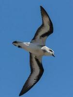 svartvingad petrel i Australien foto