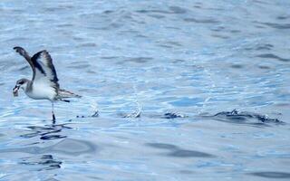 svartvingad petrel i Australien foto