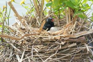 allmänning moorhen i England foto