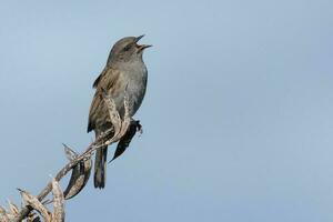 Dunnock häck Sparv foto