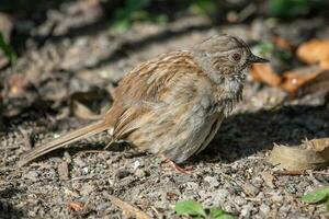 Dunnock häck Sparv foto