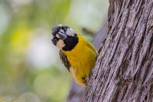 östra shrike-mes i Australien foto