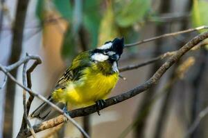 östra shrike-mes i Australien foto