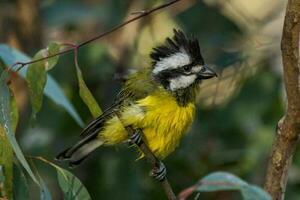 östra shrike-mes i Australien foto