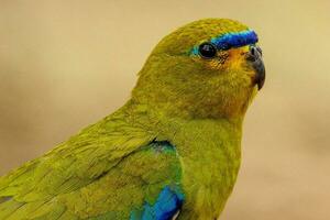 elegant papegoja i Australien foto