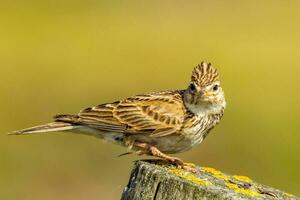 allmänning eurasian skylark foto