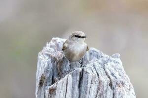 jacky vinter- i Australien foto