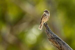 jacky vinter- i Australien foto