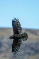 kea alpina papegoja av ny zealand foto