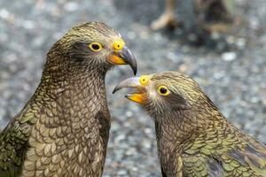 kea alpina papegoja av ny zealand foto