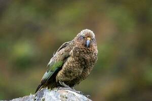 kea alpina papegoja av ny zealand foto