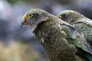 kea alpina papegoja av ny zealand foto