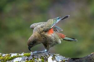 kea alpina papegoja av ny zealand foto