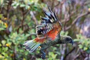 kea alpina papegoja av ny zealand foto