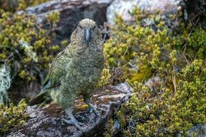 kea alpina papegoja av ny zealand foto