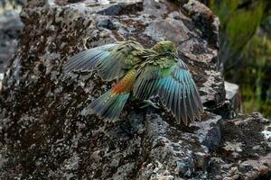 kea alpina papegoja av ny zealand foto