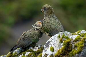 kea alpina papegoja av ny zealand foto