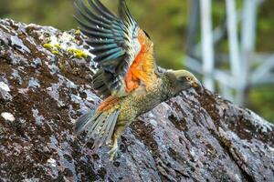 kea alpina papegoja av ny zealand foto