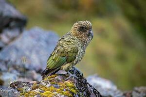 kea alpina papegoja av ny zealand foto