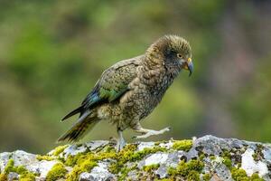 kea alpina papegoja av ny zealand foto