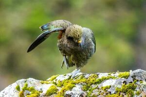 kea alpina papegoja av ny zealand foto