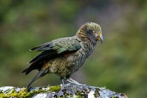 kea alpina papegoja av ny zealand foto