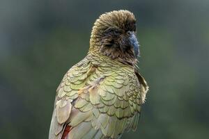 kea alpina papegoja av ny zealand foto