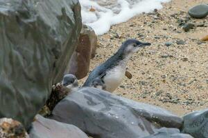 liten blå eller fe- pingvin foto