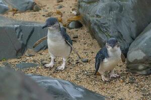 liten blå eller fe- pingvin foto