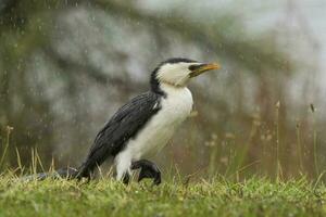 liten pied skarv foto