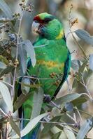 mallee ringhals papegoja foto