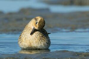 pacific gyllene pipare foto