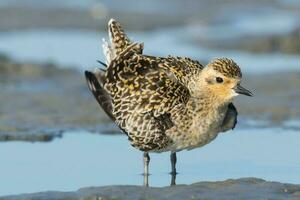 pacific gyllene pipare foto