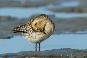 pacific gyllene pipare foto