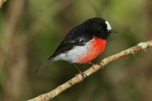 pacific robin i Australien foto