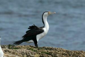 pied skarv i Australien foto