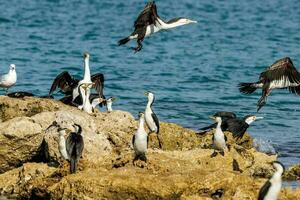 pied skarv i Australien foto