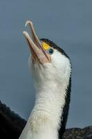 pied shag i ny zealand foto