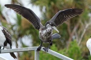 pied shag i ny zealand foto