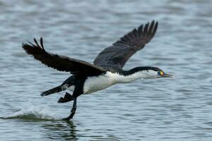 pied shag i ny zealand foto