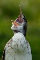 pied shag i ny zealand foto